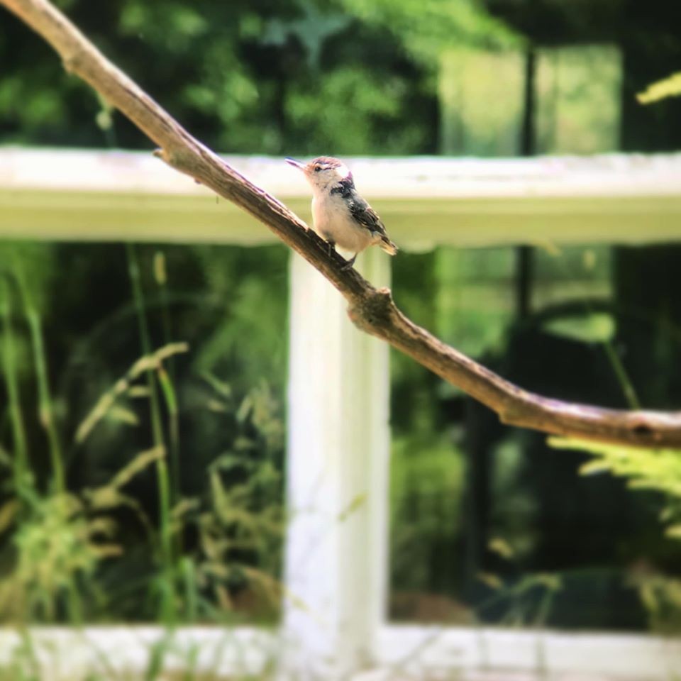 White-breasted Nuthatch - ML255207891