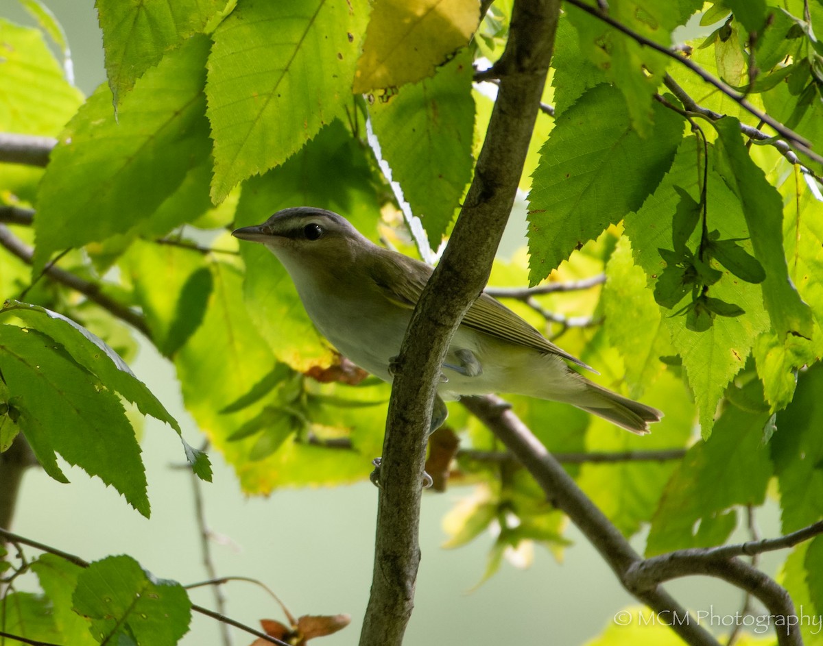 Red-eyed Vireo - Mary Catherine Miguez