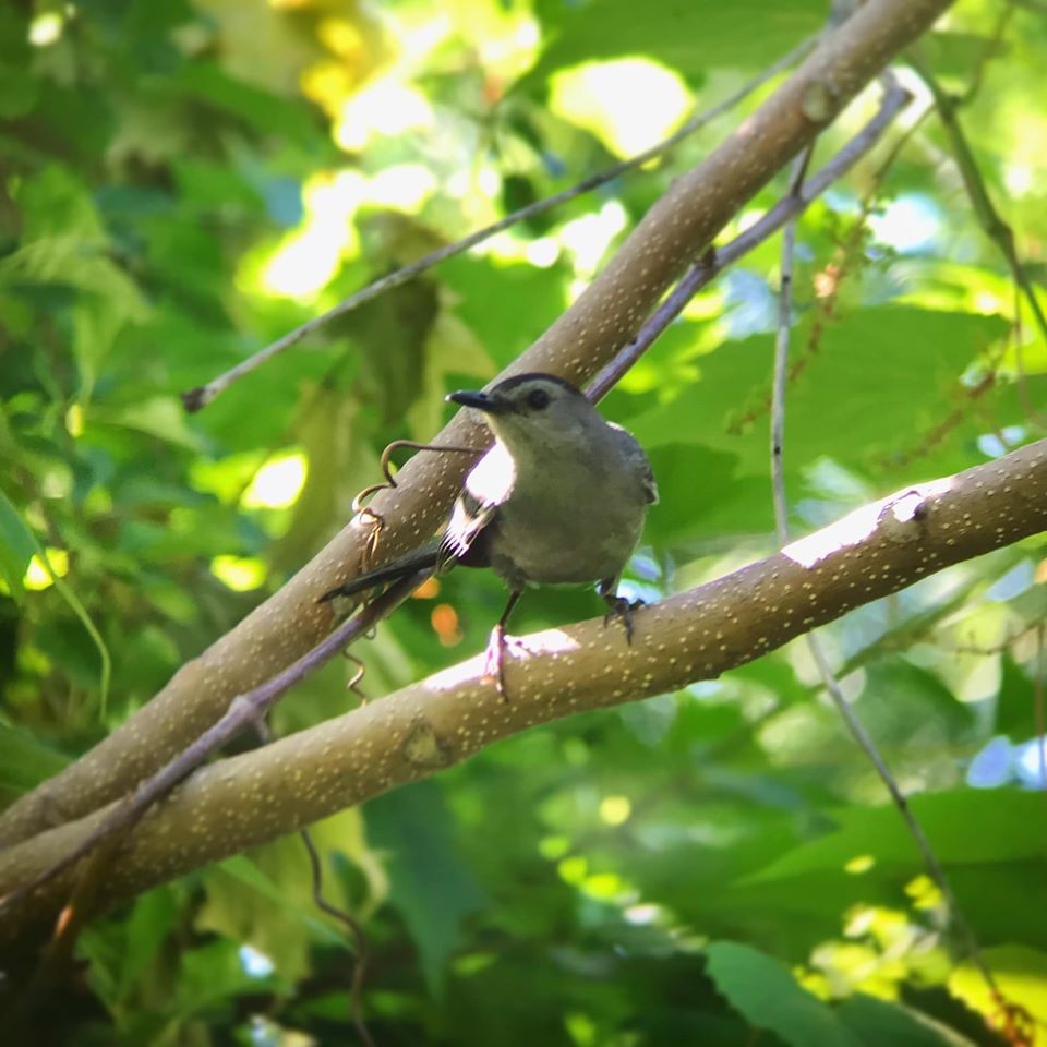 Gray Catbird - ML255208351