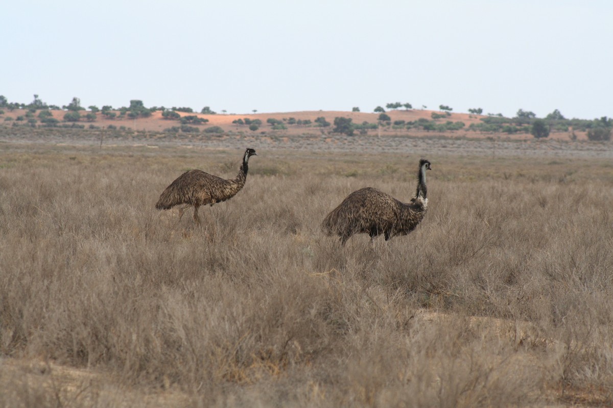 Émeu d'Australie - ML255208991