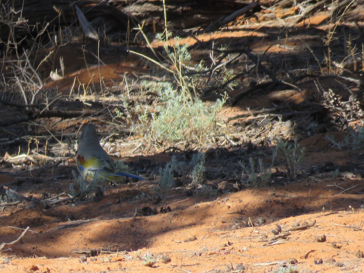 Perruche à bonnet bleu - ML255209571