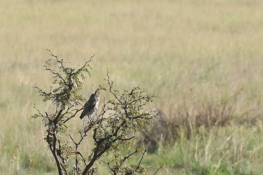 Burrowing Owl - Troy Hibbitts