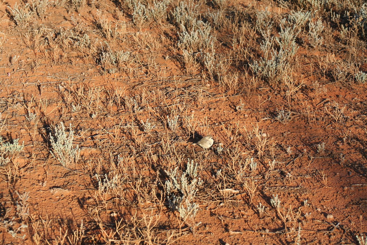 Acanthize blanchâtre - ML255210471