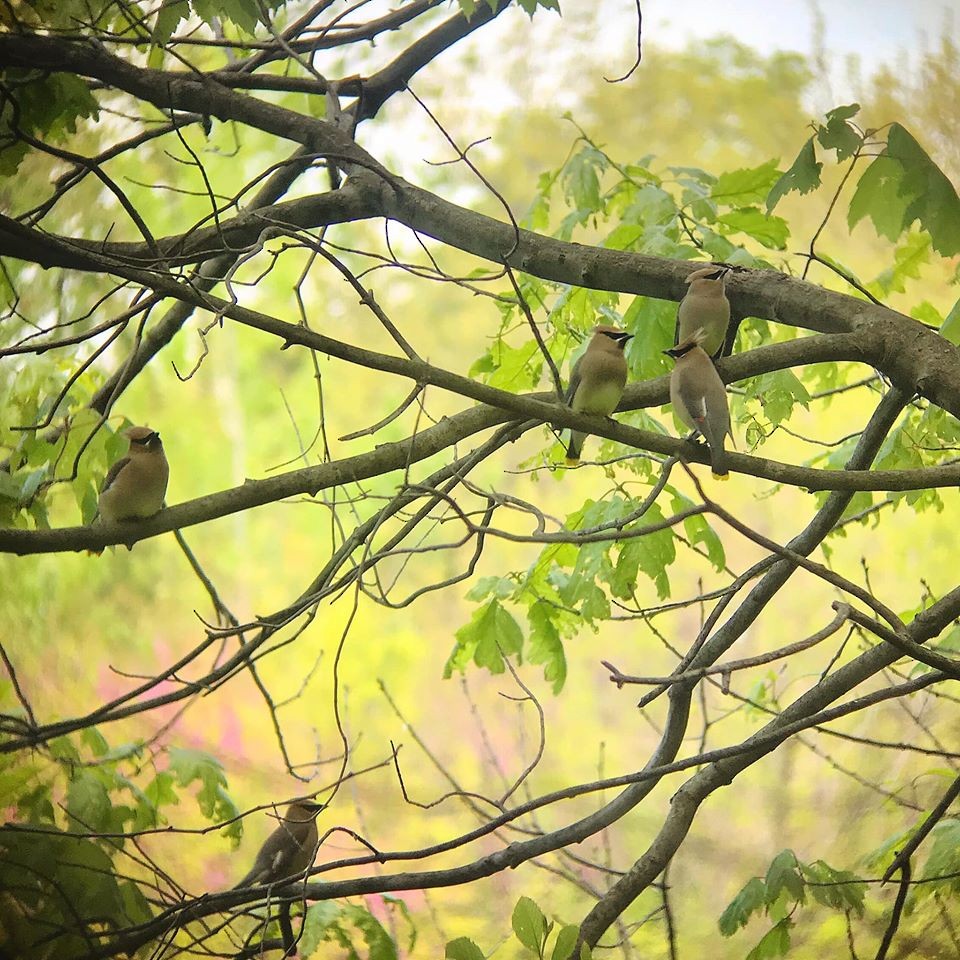 Cedar Waxwing - ML255210581