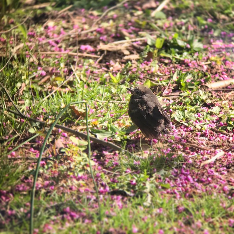 Gray Catbird - ML255210861