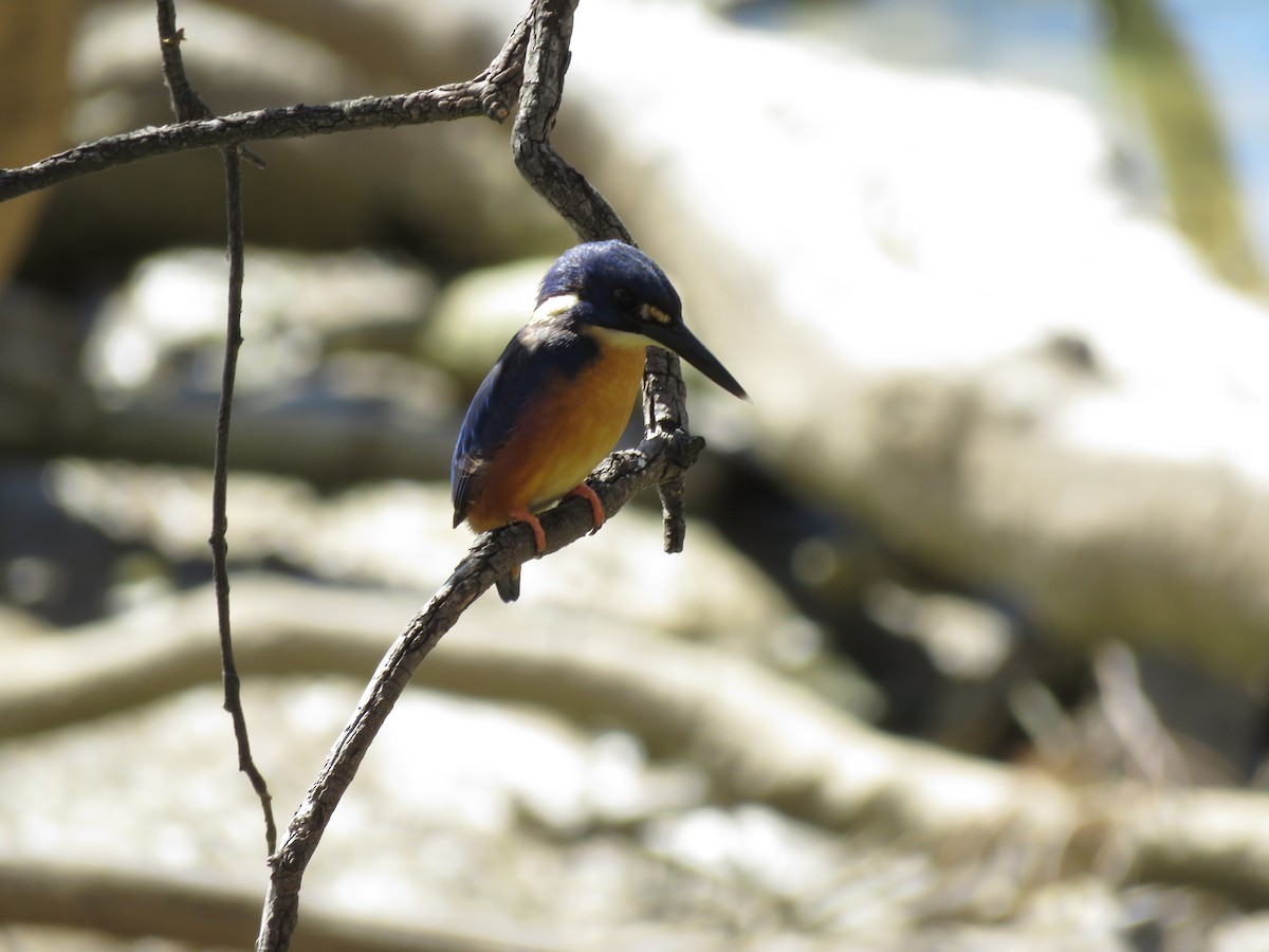 Azure Kingfisher - Aidan Powell