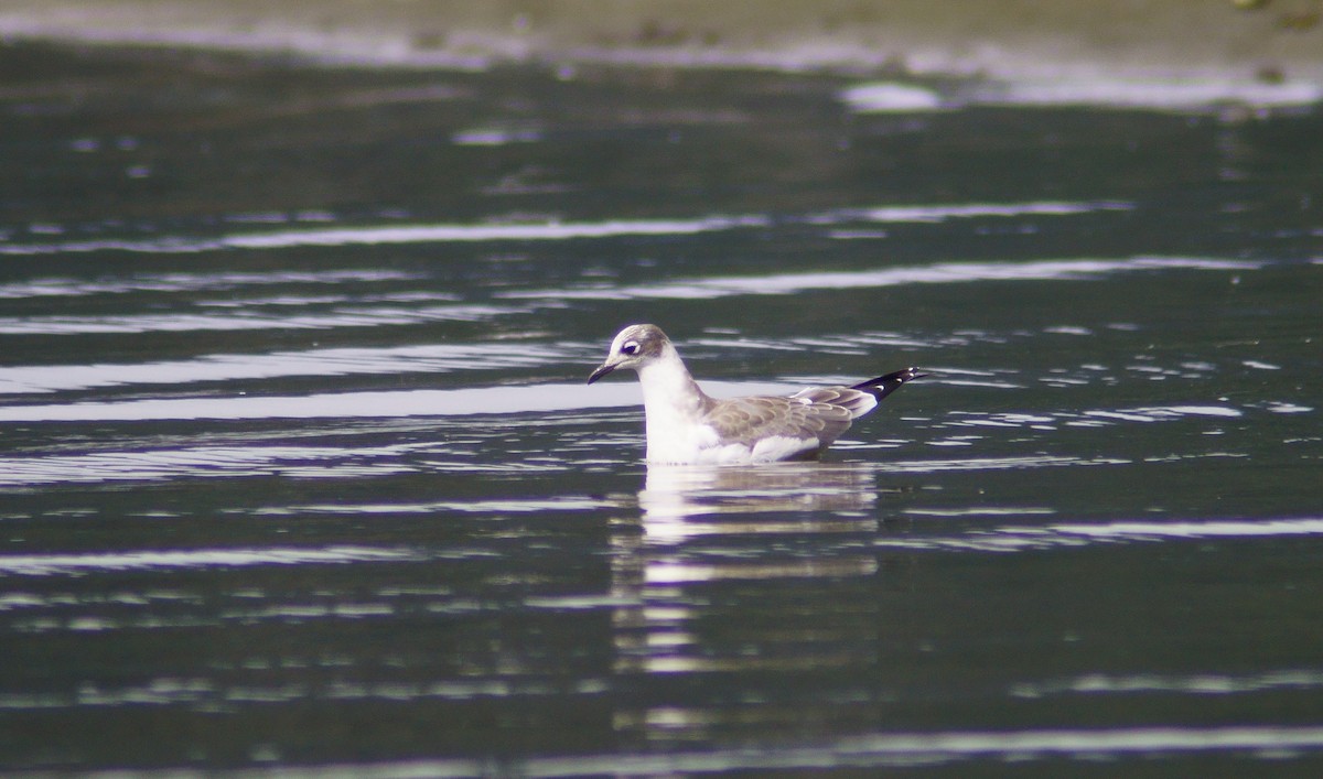 Franklin's Gull - Victor Wong