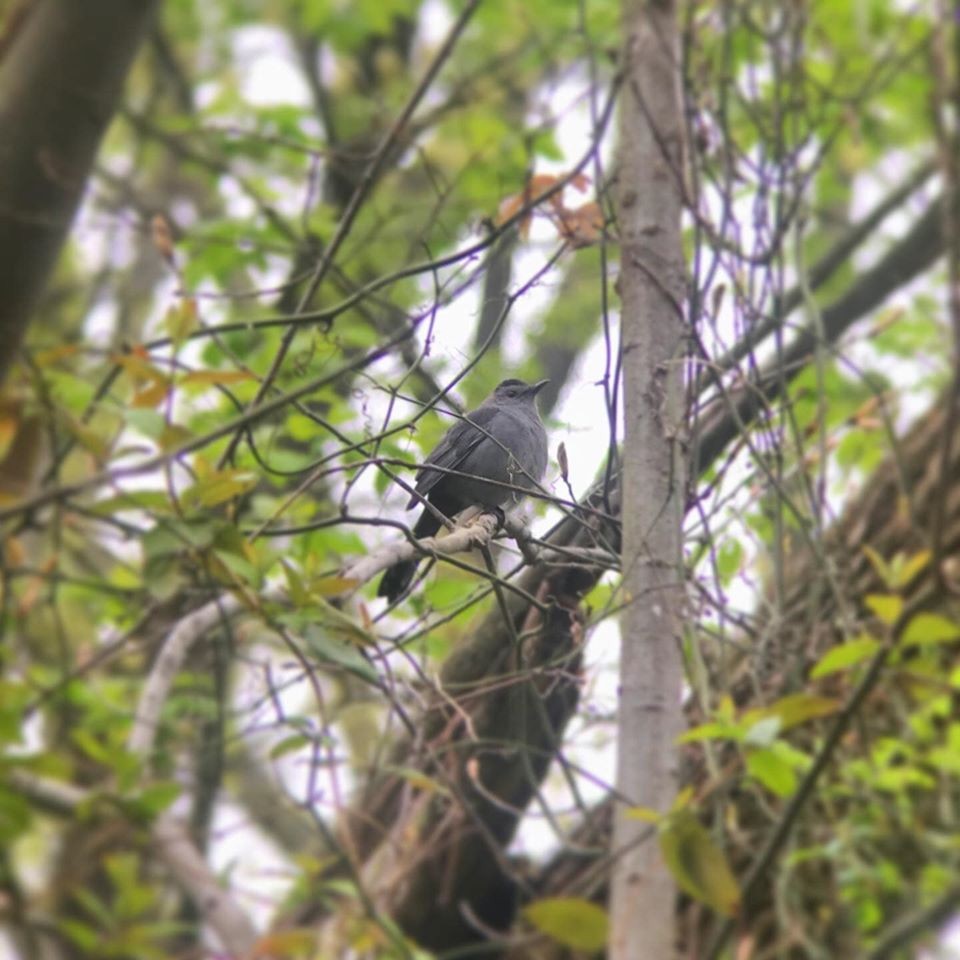 Gray Catbird - ML255211591