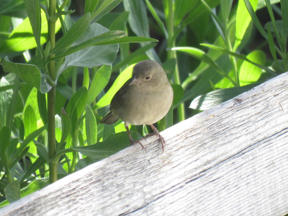 Black-faced Grassquit - ML25521181