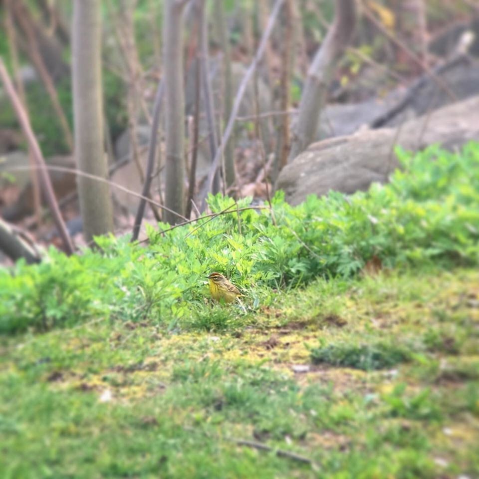 Palm Warbler - ML255211861