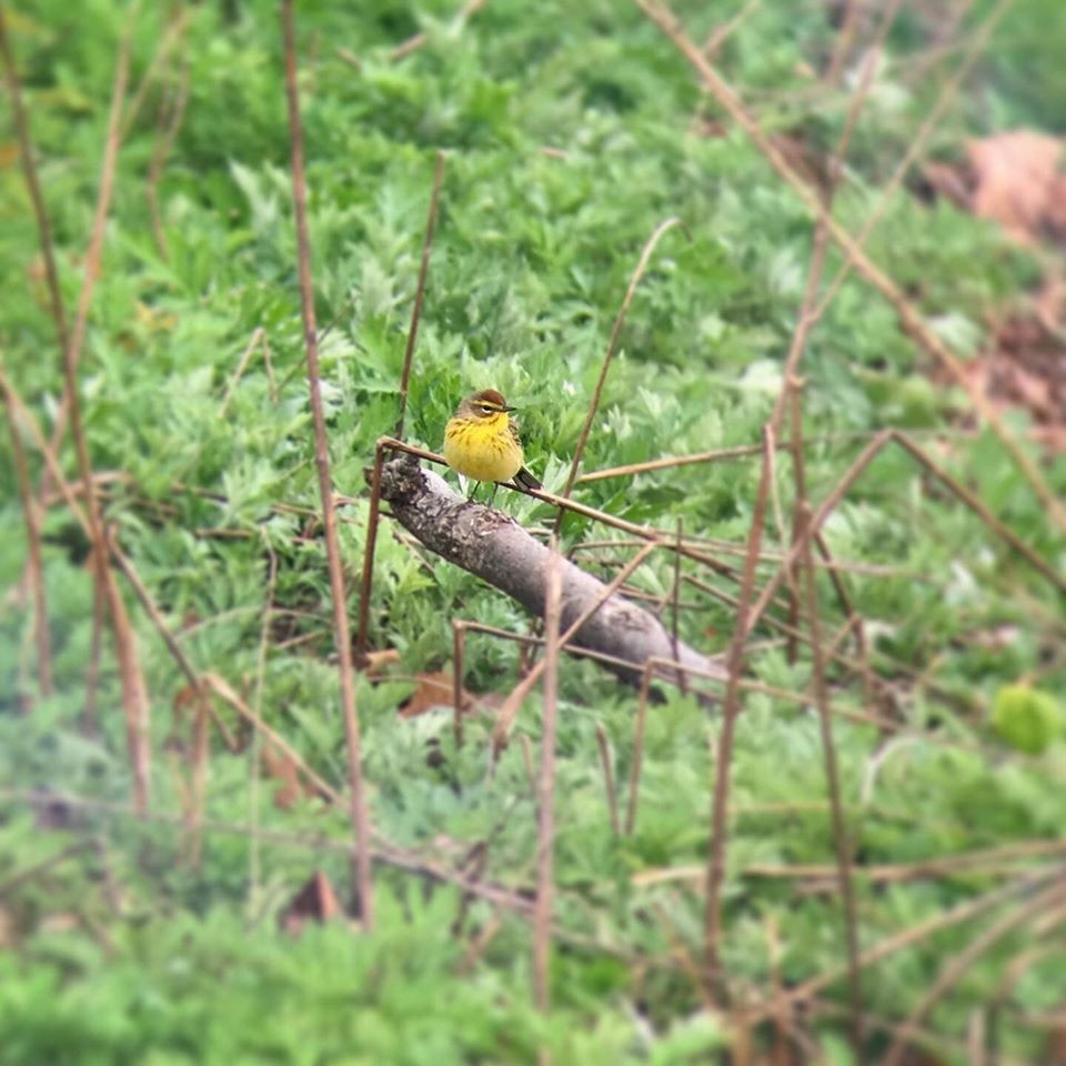 Palm Warbler - ML255211871