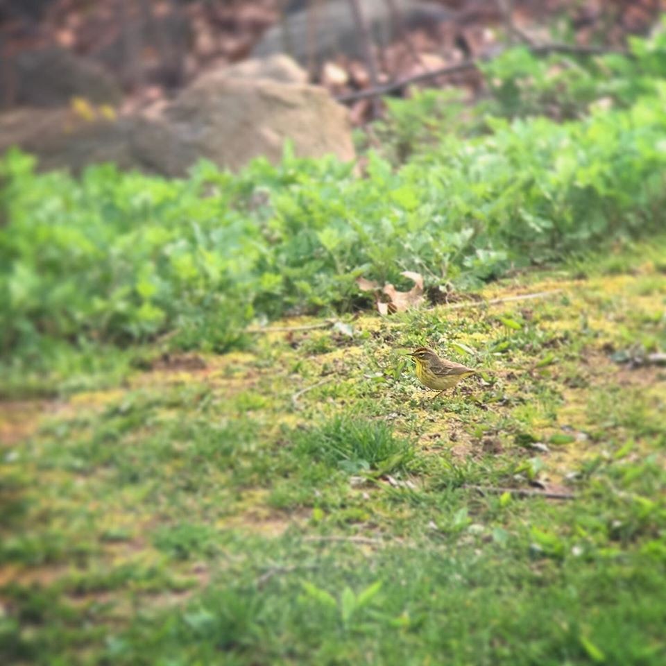 Palm Warbler - ML255211881
