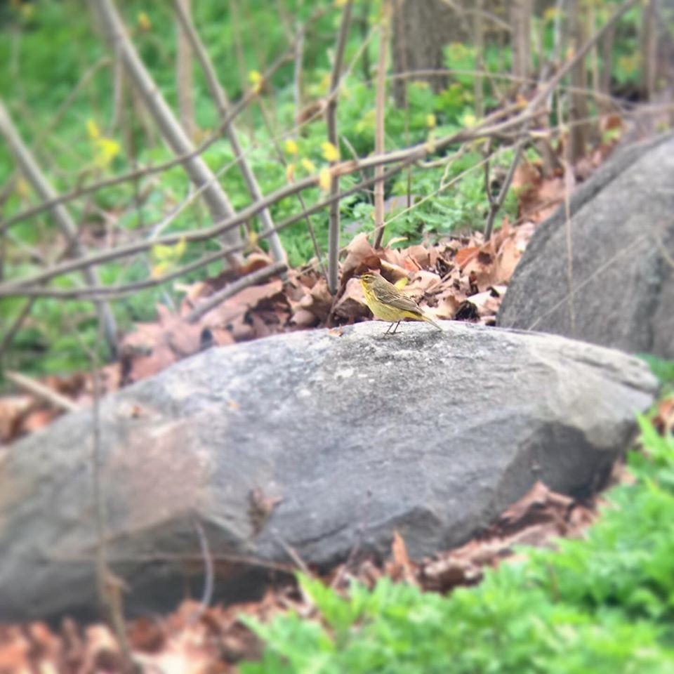 Palm Warbler - ML255211891