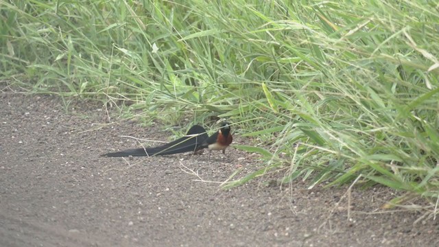 Eastern Paradise-Whydah - ML255213111