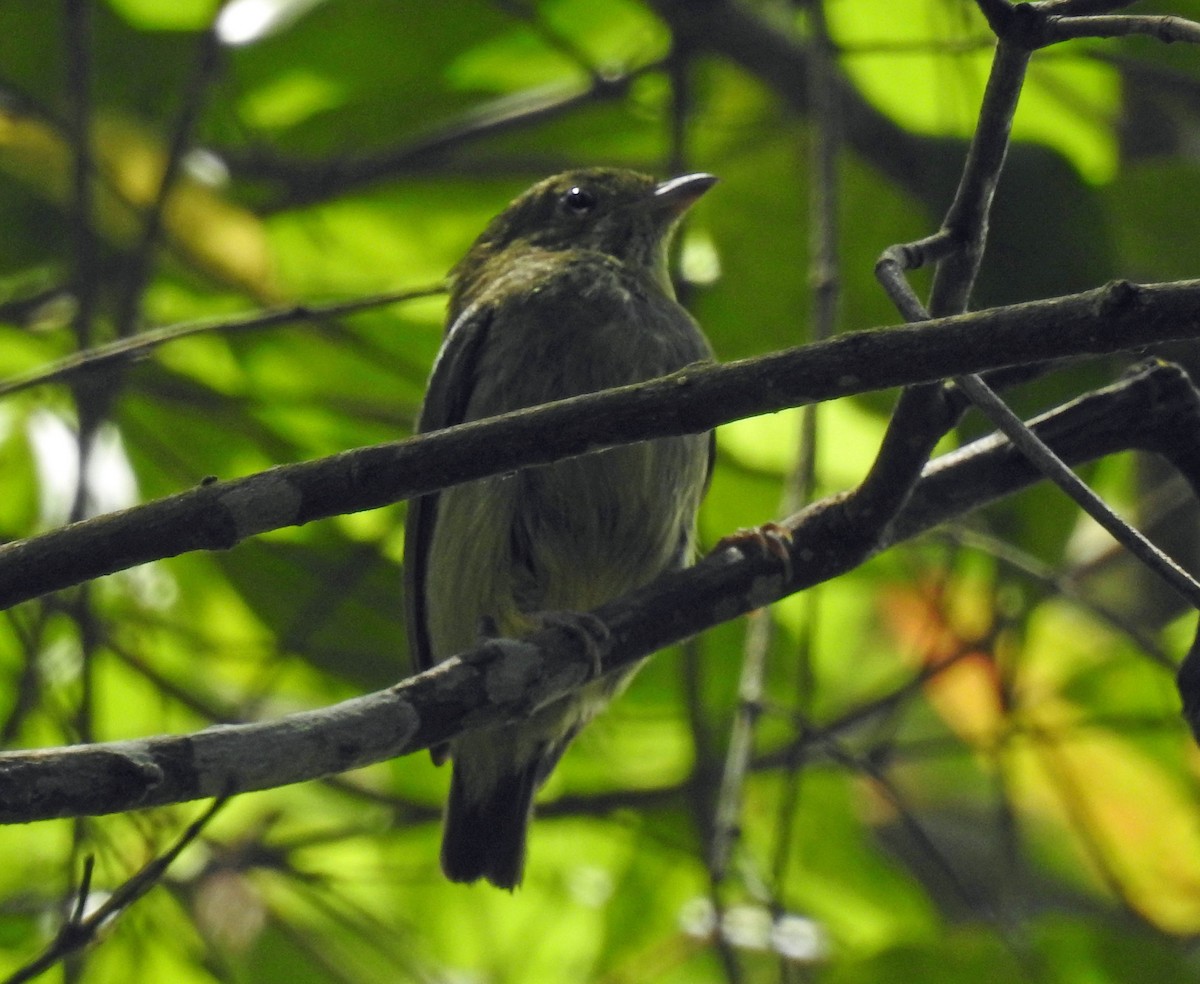 Red-capped Manakin - ML255214471