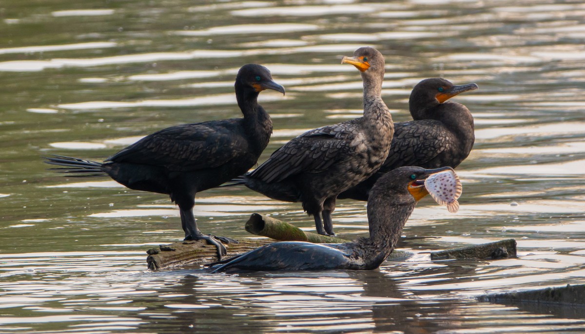 Double-crested Cormorant - ML255216771