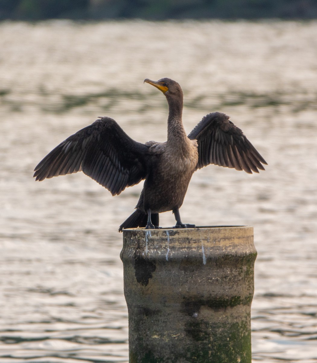 Double-crested Cormorant - ML255216781