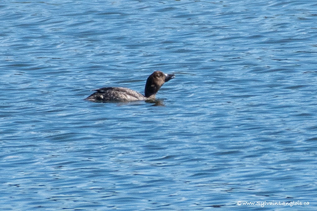 Common Goldeneye - ML255217181