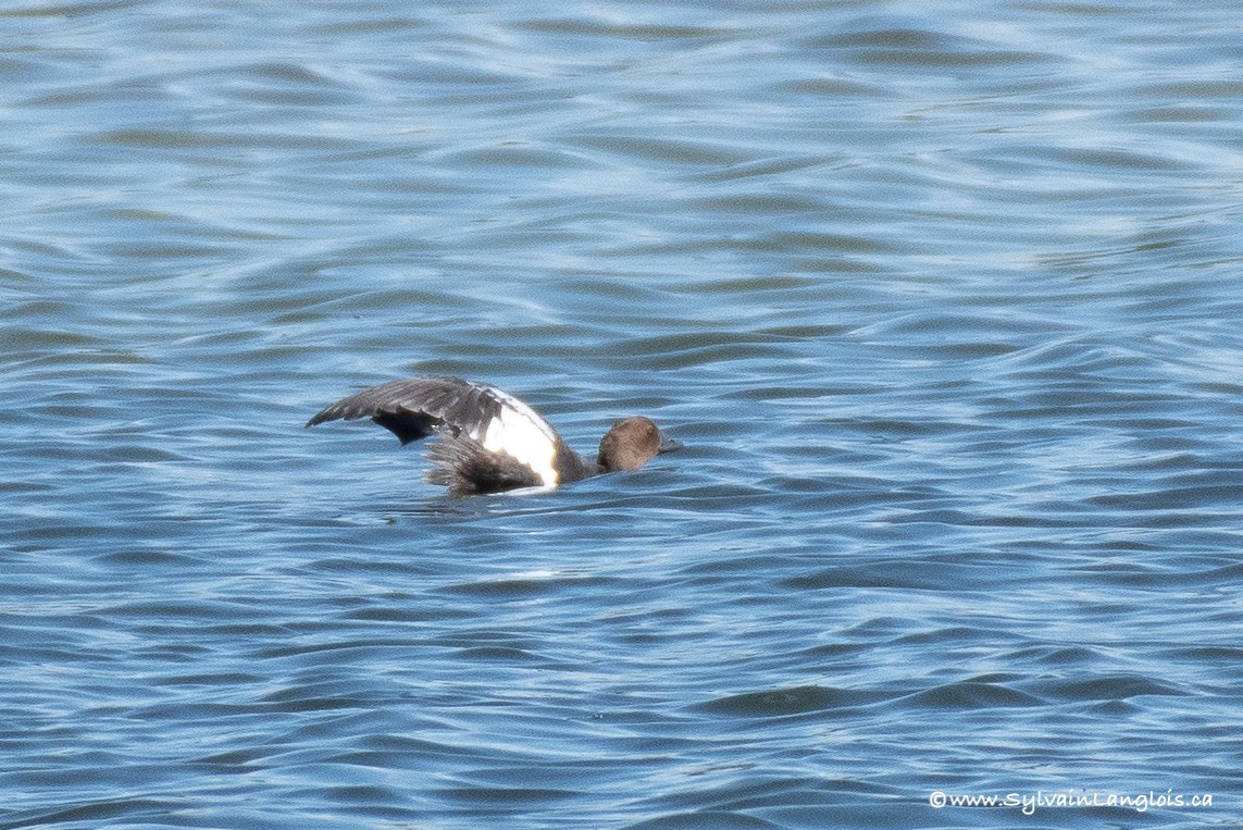 Common Goldeneye - ML255217191