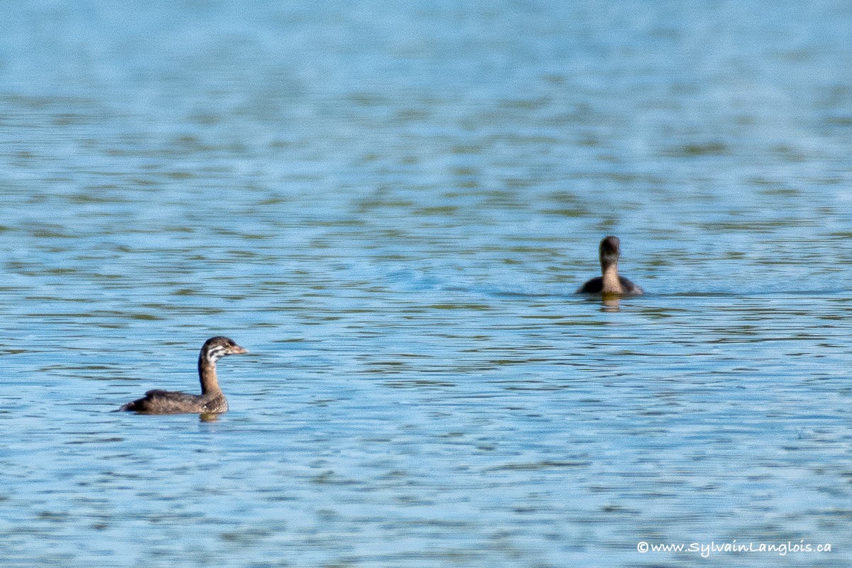 Pied-billed Grebe - ML255217271