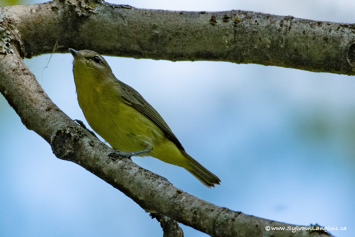 Philadelphia Vireo - ML255217411