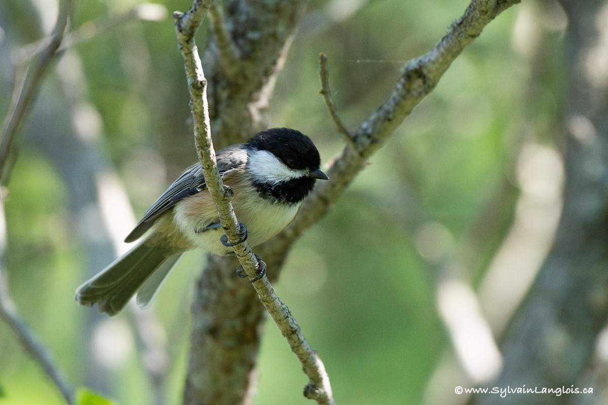 Black-capped Chickadee - ML255217601