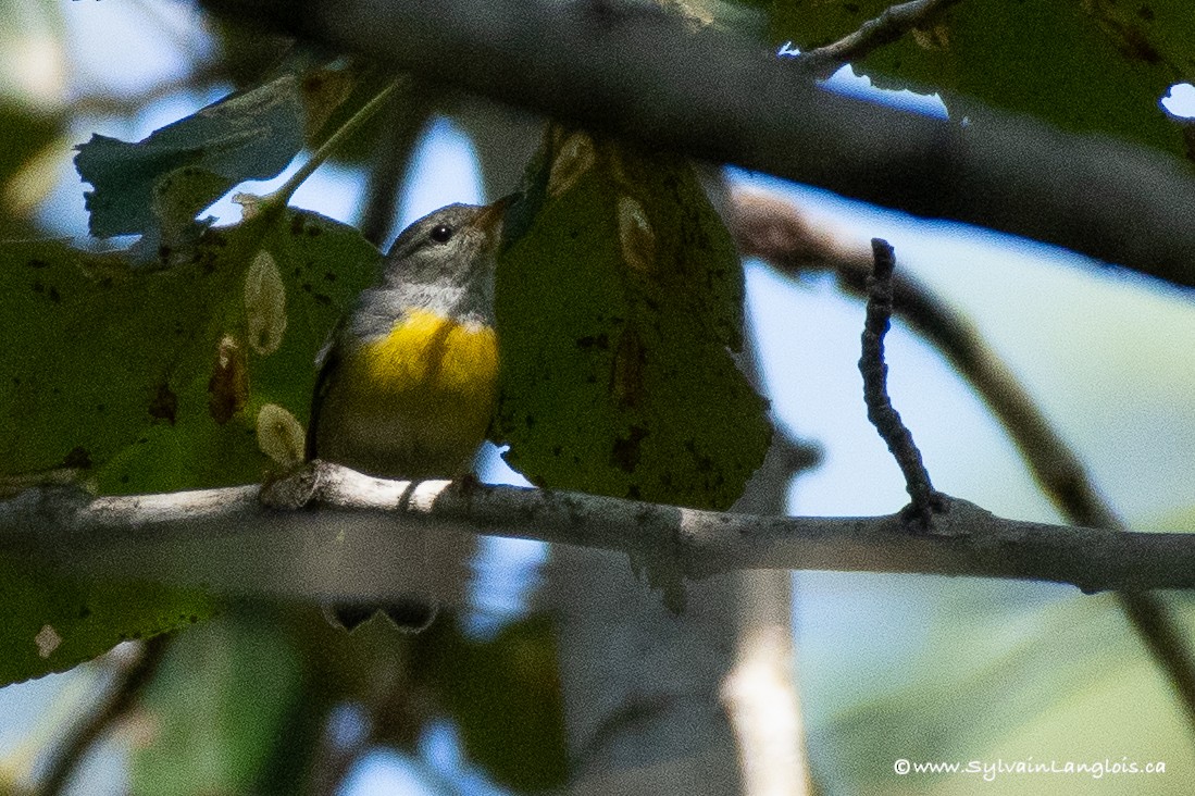 Mourning Warbler - ML255217641