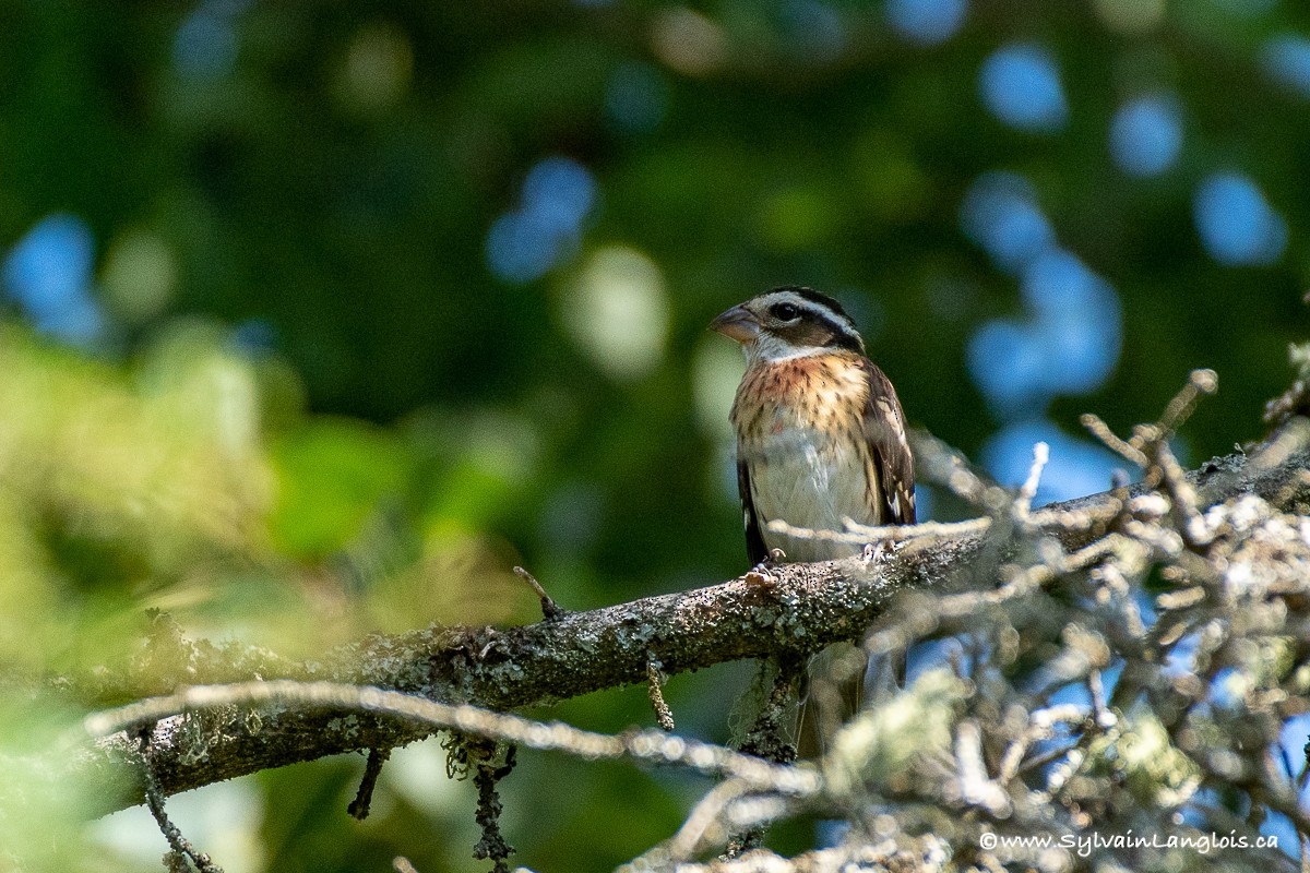 Rose-breasted Grosbeak - ML255217711