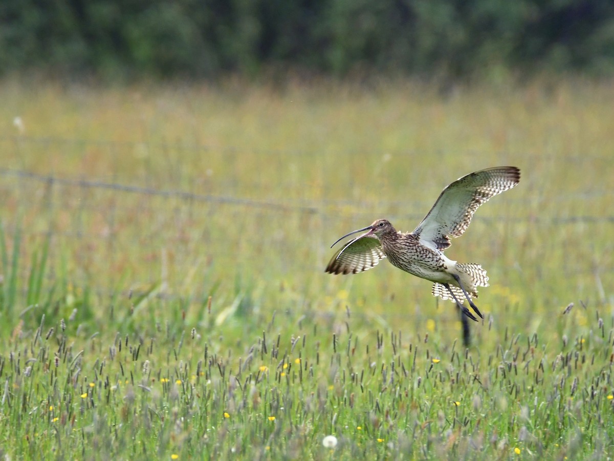 Eurasian Curlew