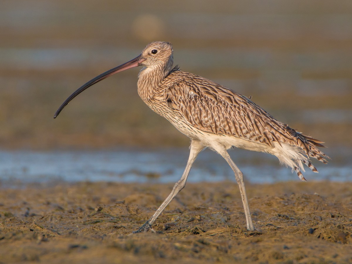 Eurasian Curlew