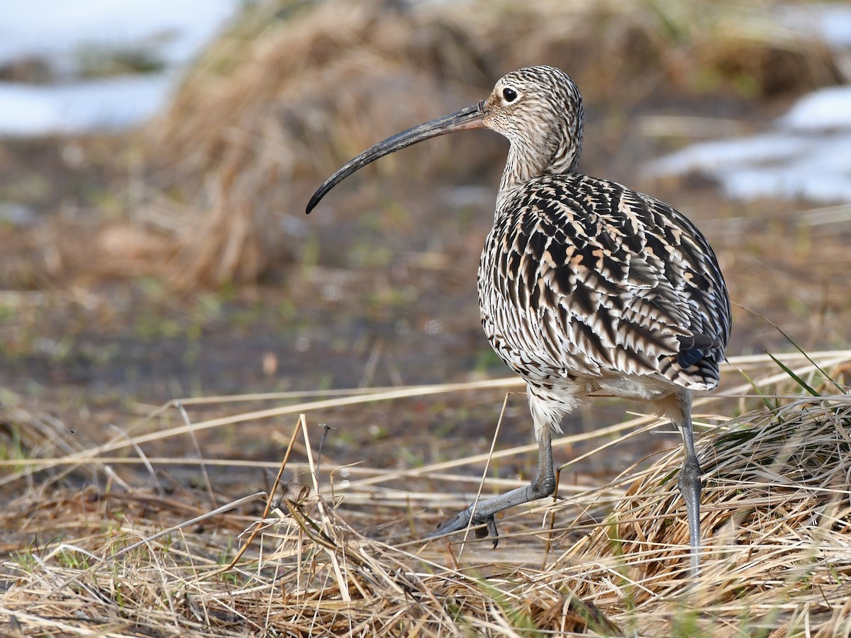 Eurasian Curlew