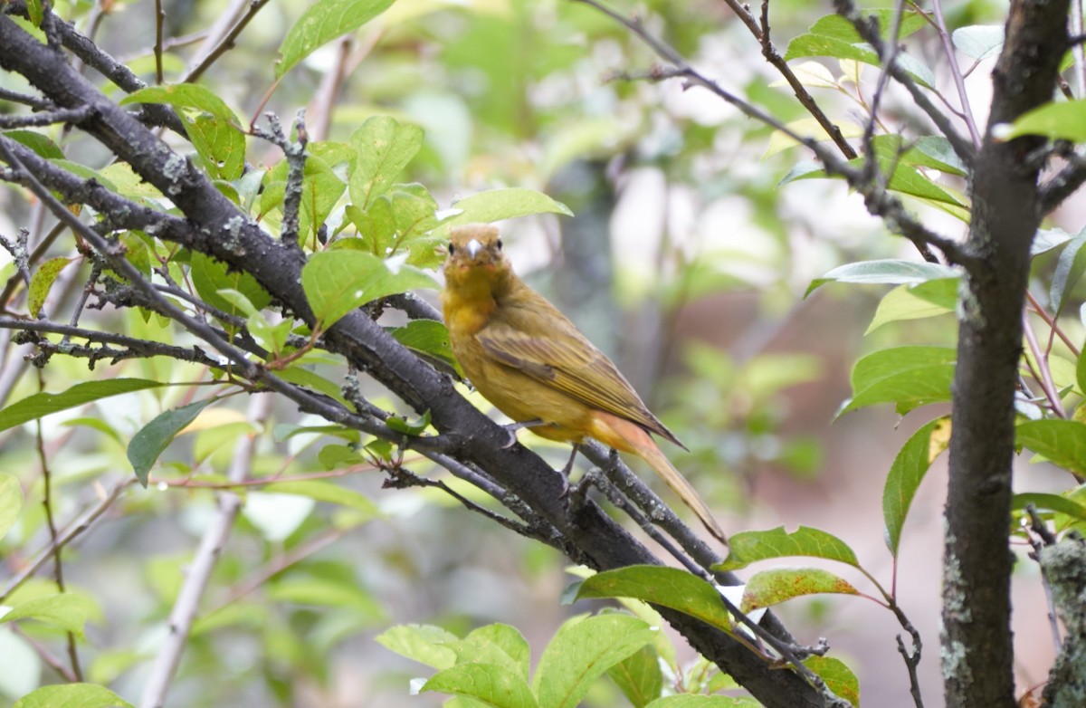 Summer Tanager - Michael Muchmore