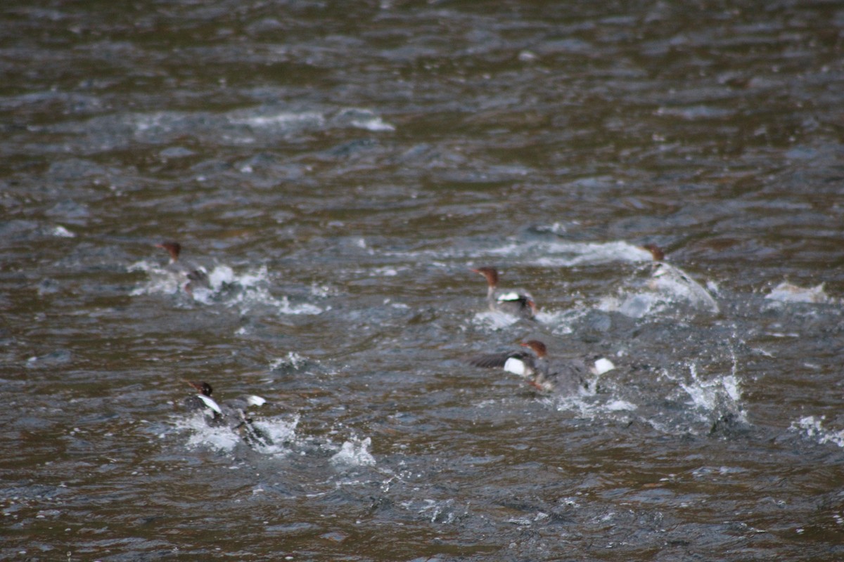 Common Merganser (North American) - ML255222511