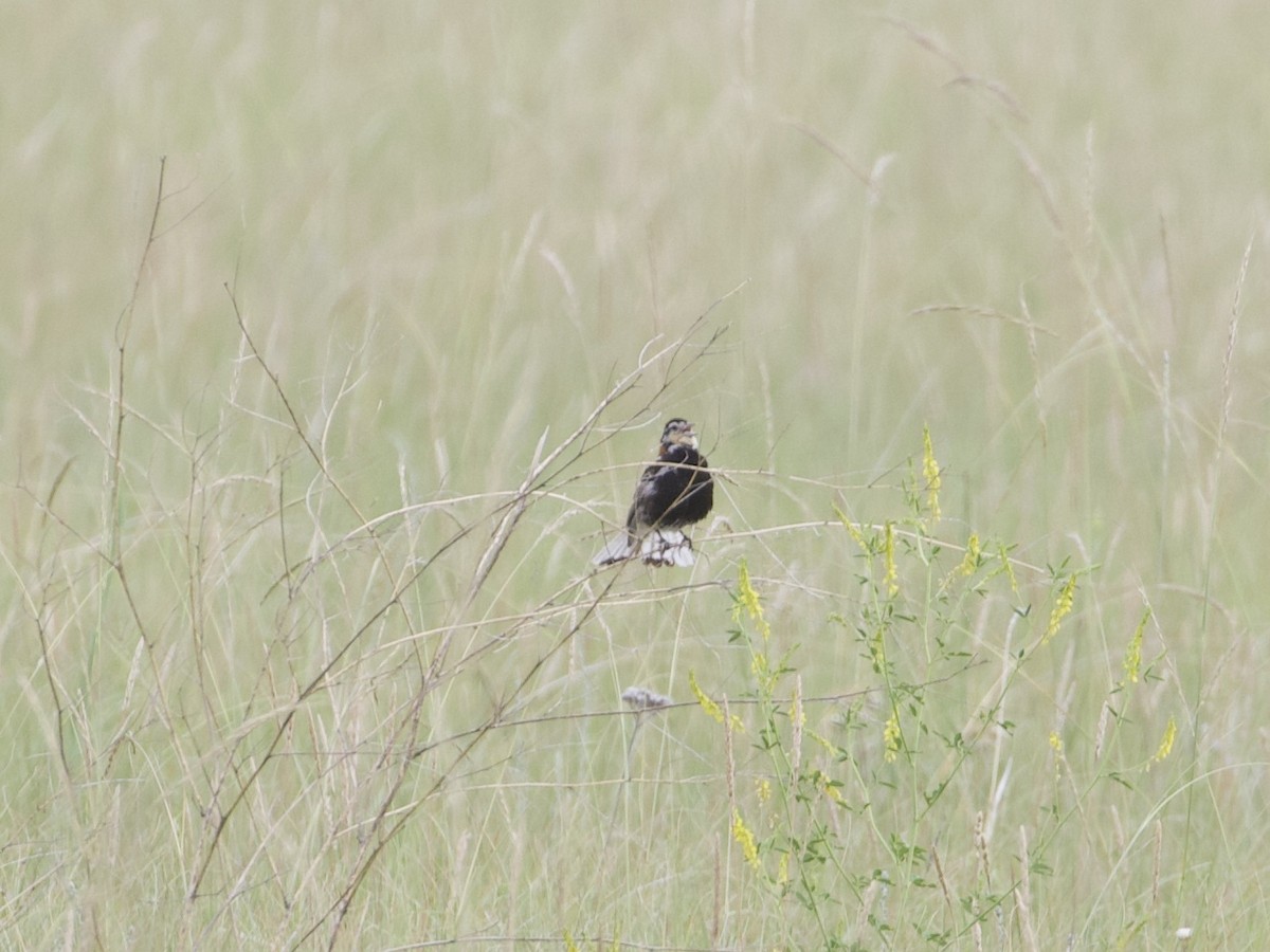 Chestnut-collared Longspur - ML255222531