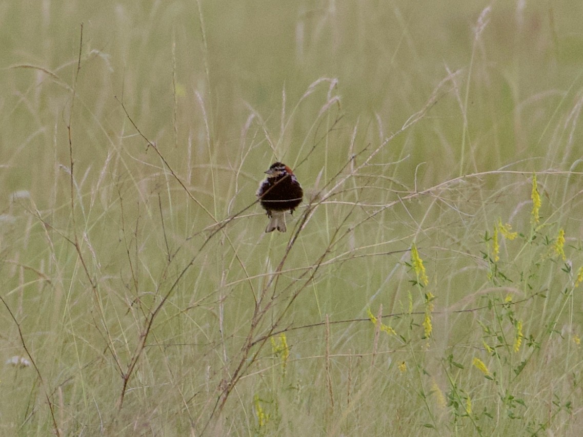 Chestnut-collared Longspur - ML255222551