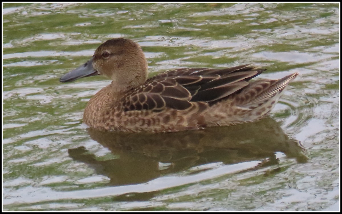 Cinnamon Teal - ML255223501