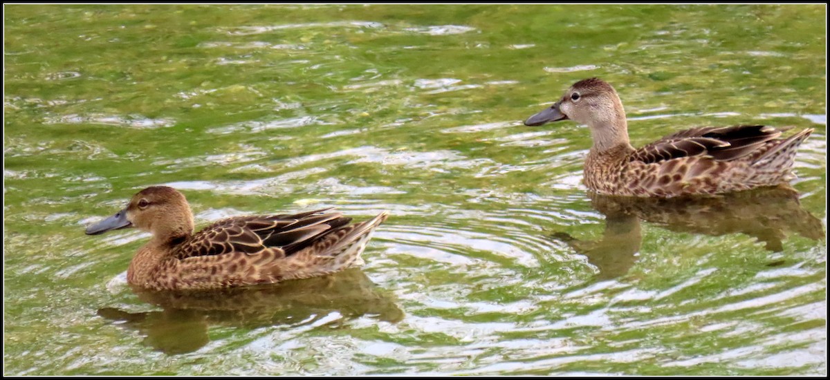 Cinnamon Teal - Peter Gordon