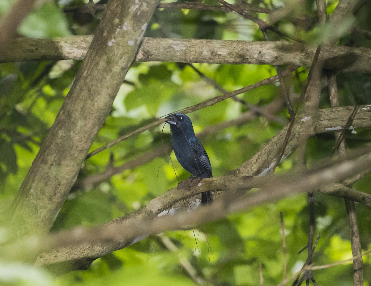 Blue-black Grosbeak - Manlio Cuevas L.