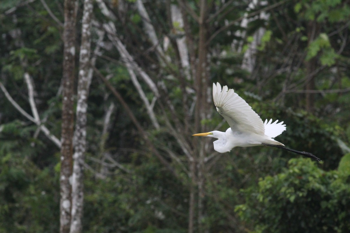 Great Egret - ML25522891