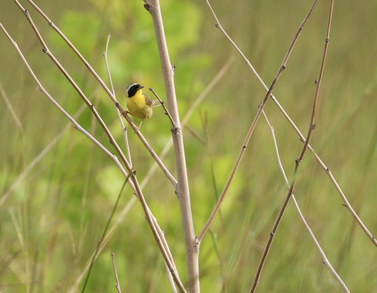 Common Yellowthroat - ML255229061