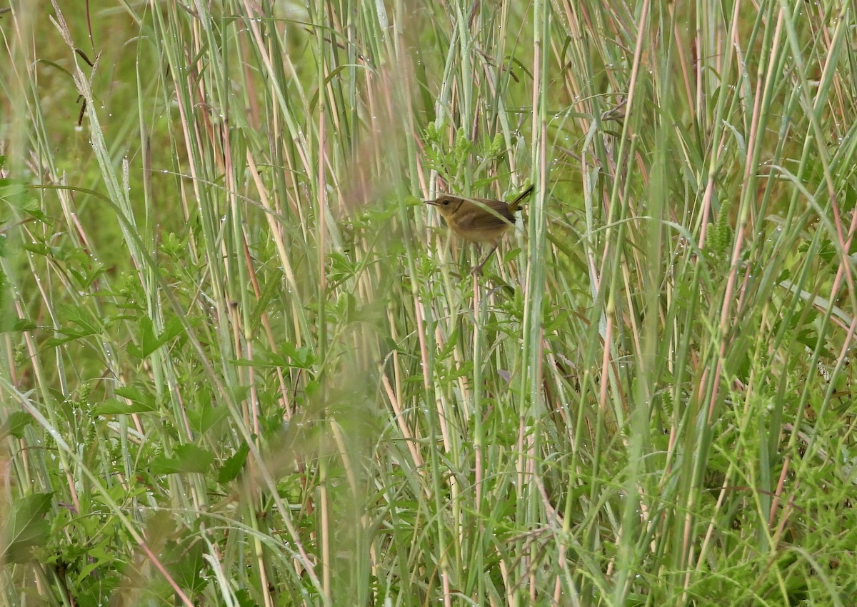 Common Yellowthroat - ML255229121