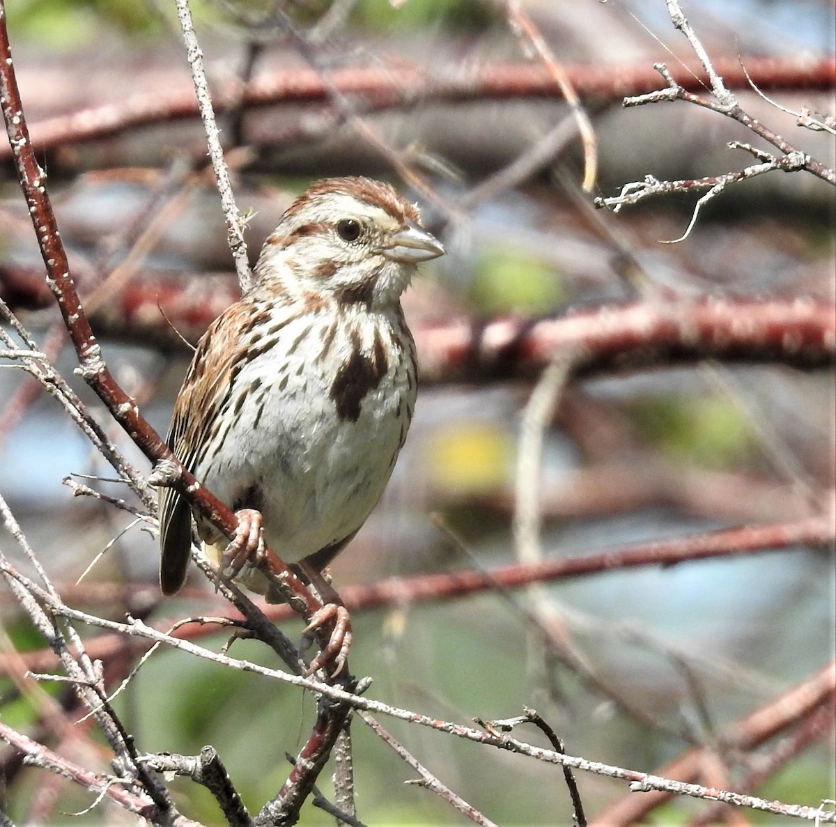 Song Sparrow - Diane Stinson