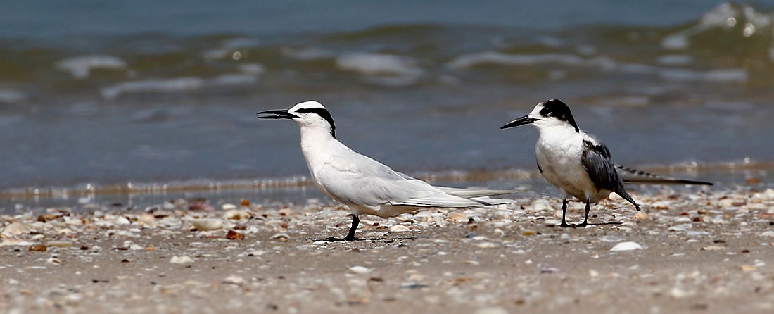 Black-naped Tern - ML255232211