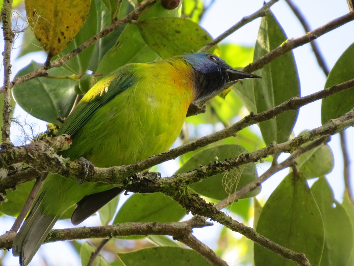 Photos - Blue-masked Leafbird - Chloropsis venusta - Birds of the