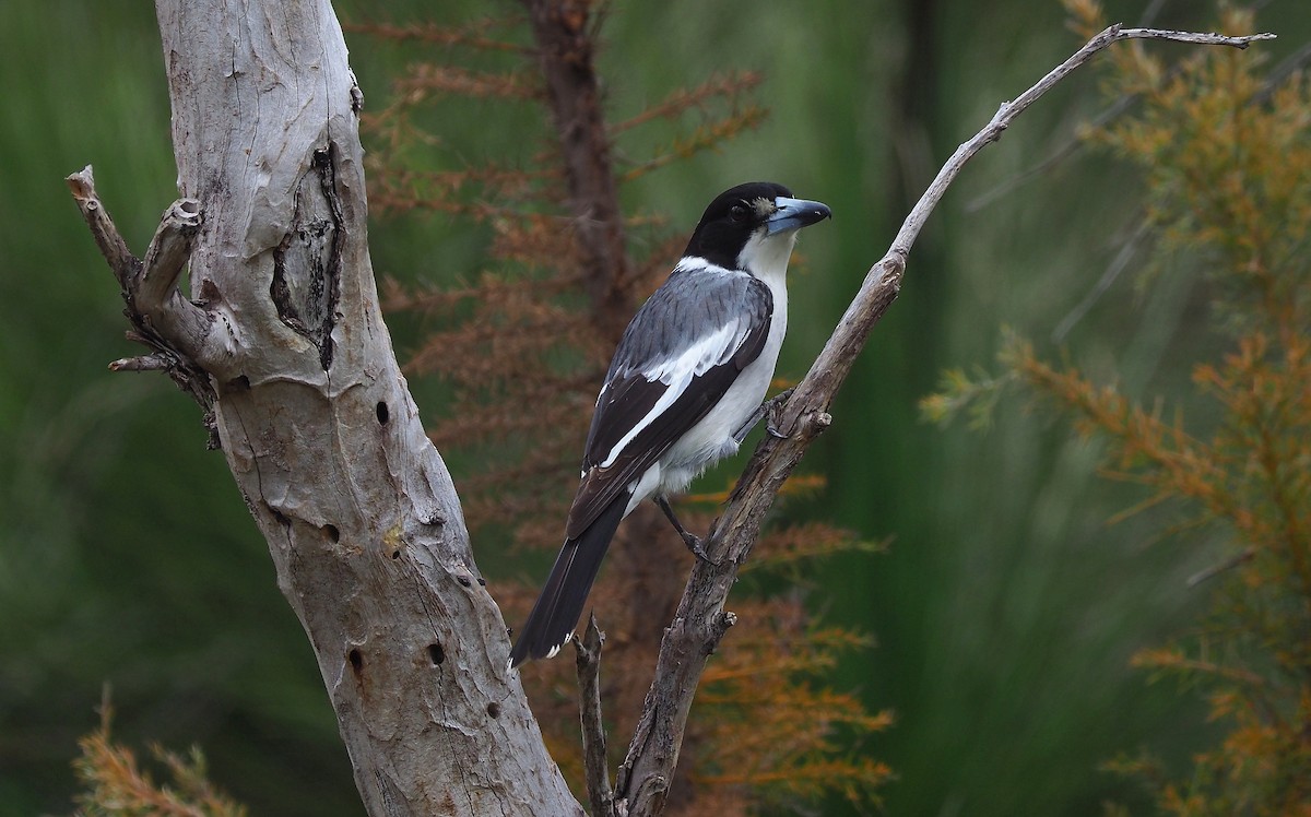 Gray Butcherbird - ML255233761