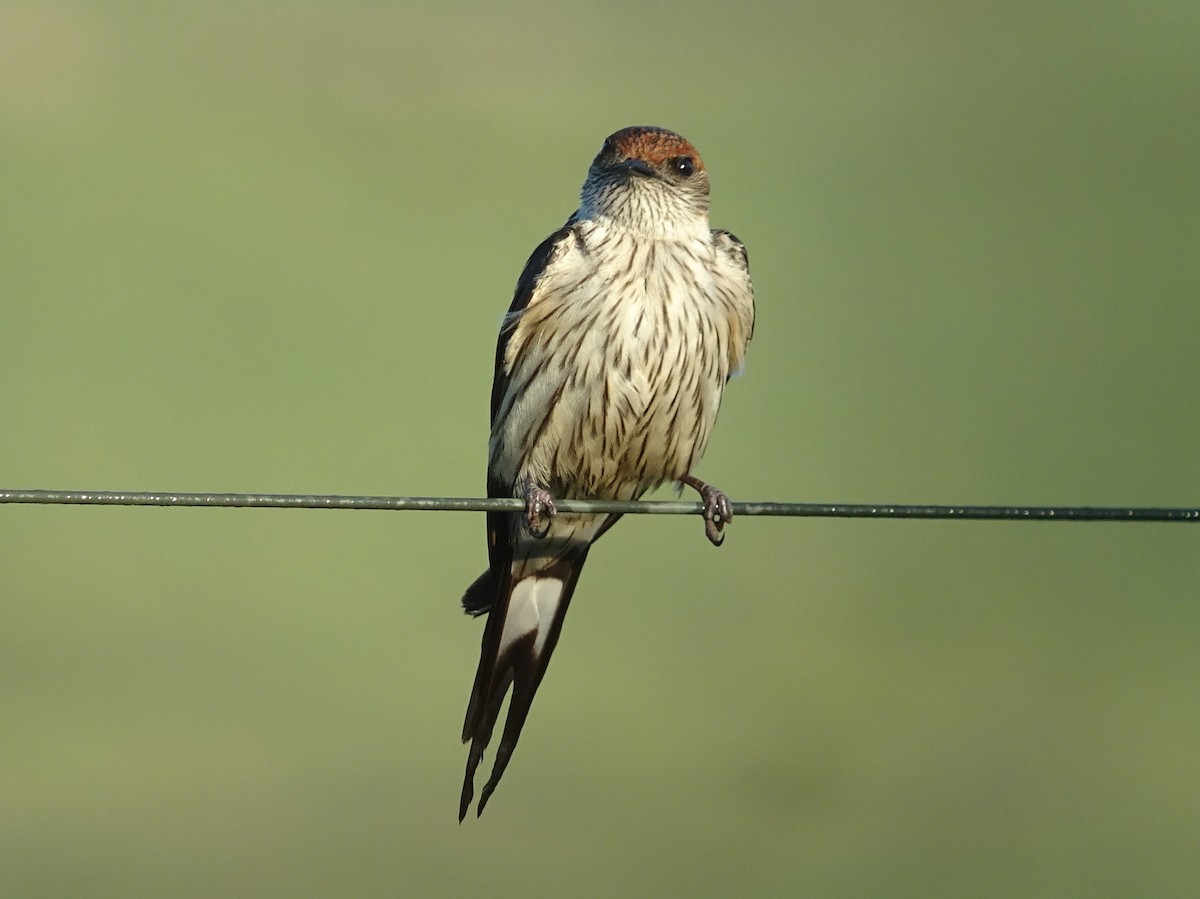 Greater Striped Swallow - Stephen Chang