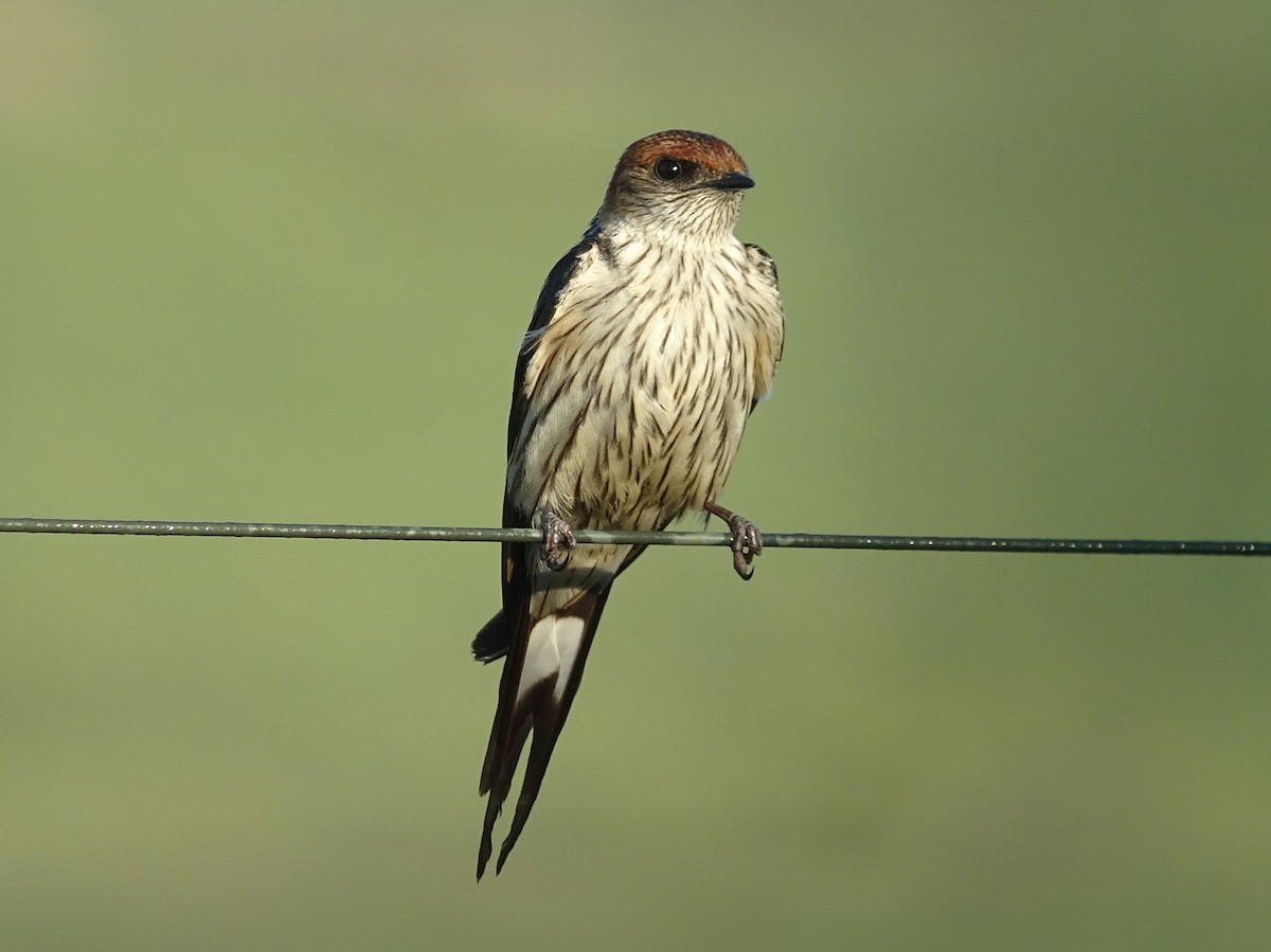 Greater Striped Swallow - Stephen Chang