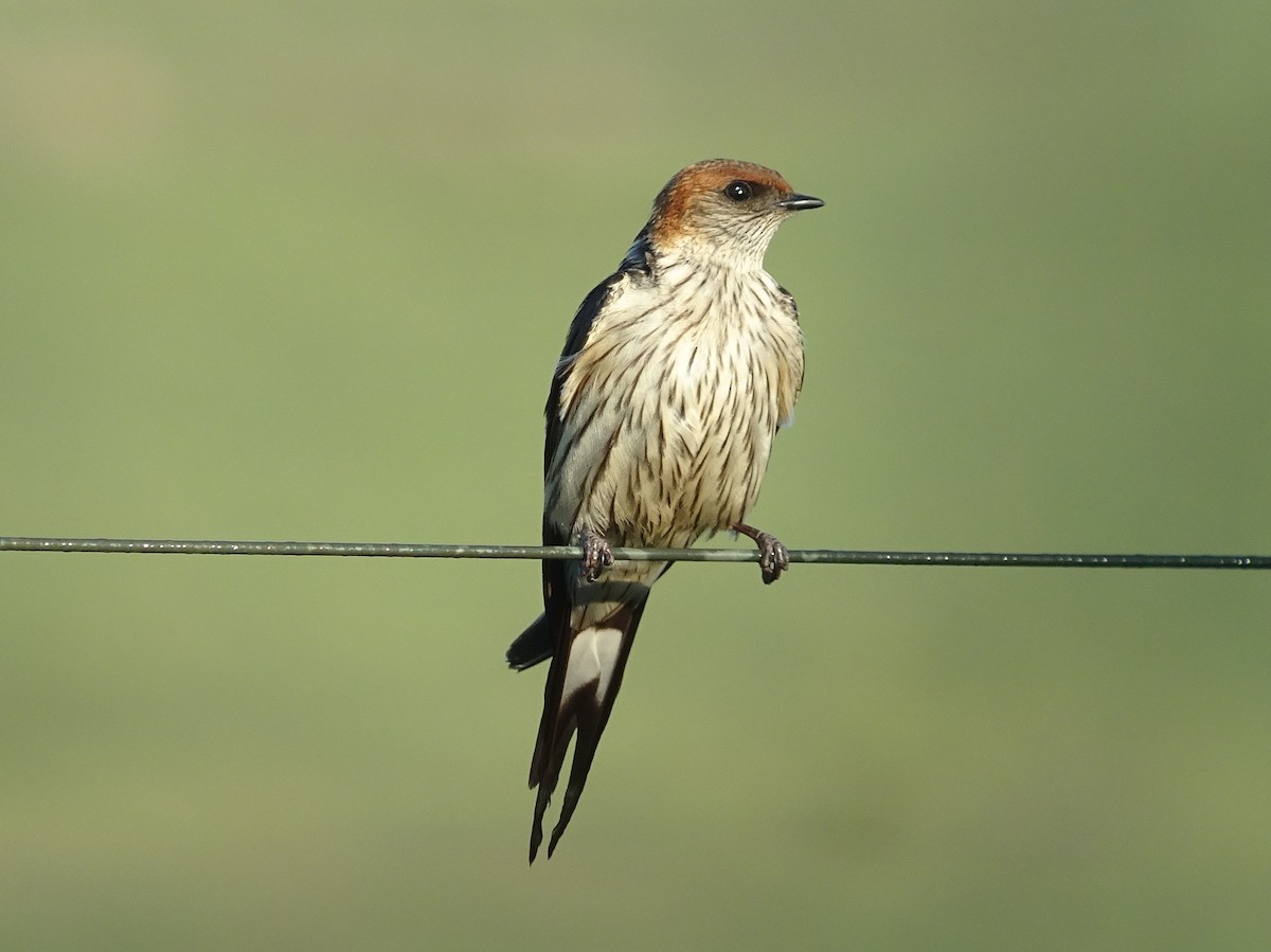 Greater Striped Swallow - Stephen Chang