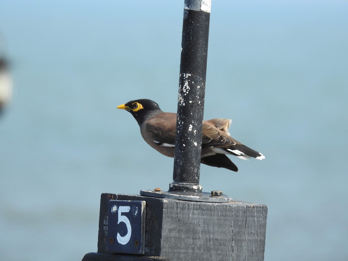 Common Myna - ML255236481