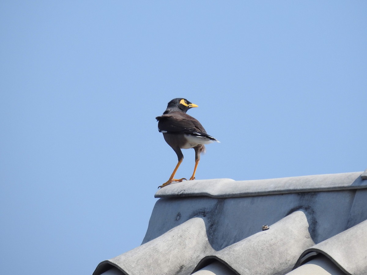 Common Myna - ML255236491